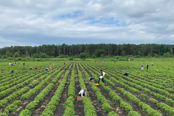 Продажа бизнеса по выращиванию и переработке ягодной, овощной и травяной продукции во Львовской области